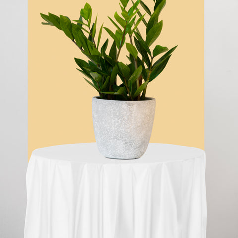White Round Plastic Tablecloths (84